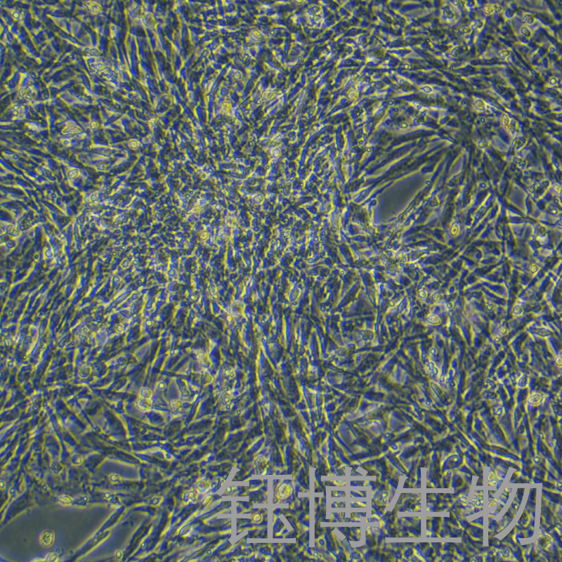 猪骨骼肌卫星细胞永生化 YB-75953OIC,Immortalization of porcine skeletal muscle satellite cells