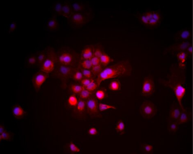 大鼠NG2细胞,Rat NG2 Glia/Polydendrocytes