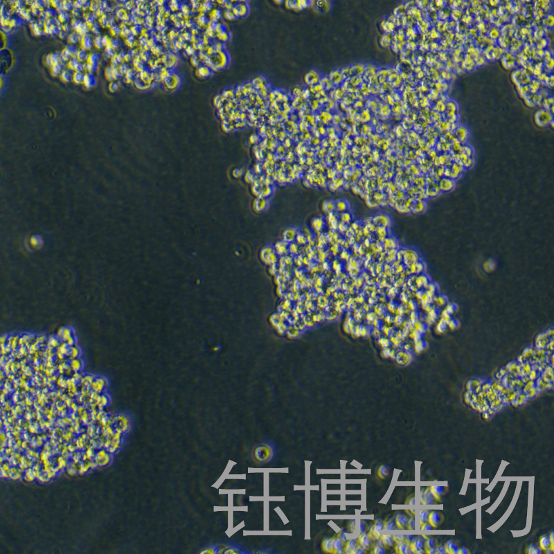Expi293F（人胚肾细胞） YB-71006HC,Expi293F