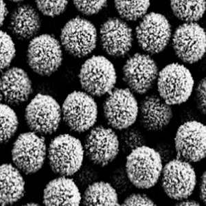 聚乳酸-羟基乙酸共聚物磁性微球,Magnetic PLGA Microspheres