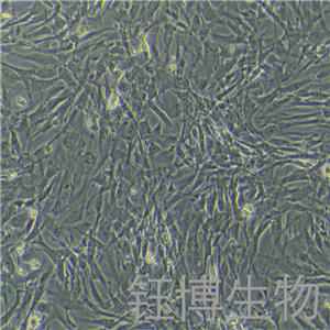 小鼠肺成纤维细胞永生化 YB-7006MIC