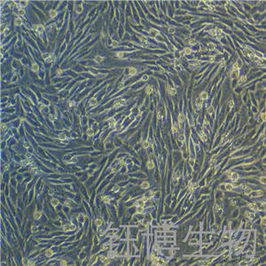 小鼠骨髓巨噬细胞永生化 YB-75944MIC