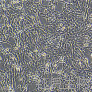 小鼠胰腺星状细胞永生化 YB-7015MIC