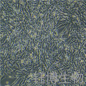 猪骨骼肌卫星细胞永生化 YB-75953OIC