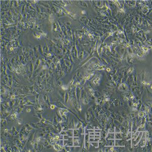 VMRC-RCW（肾细胞癌）YB-75961HC