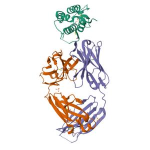 人TSLP蛋白, His, Avitag