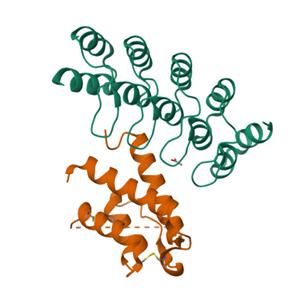 人IL-13蛋白, His, Avitag