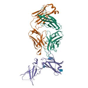 人IL-4 R alpha / CD124蛋白, Avitag, His Tag
