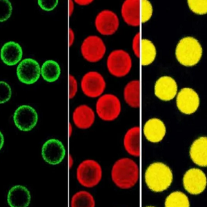 PVC荧光微球，聚氯乙烯荧光微球，PVC Fluorescent microsphere