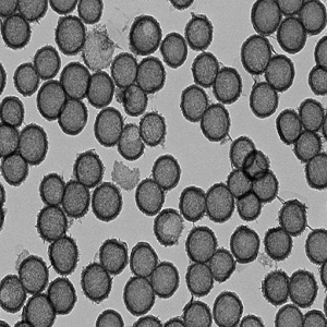 中空介孔二氧化锰 100nm，Mesoporous Hollow MnO2 Spheres