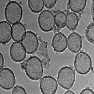 中空二氧化锰纳米颗粒,Hollow MnO2 nanoparticles