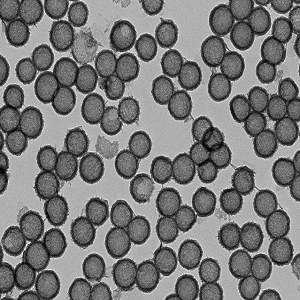 羧基化中空介孔二氧化锰100nm，Carboxyl-Functionalized Mesoporous Hollow MnO2