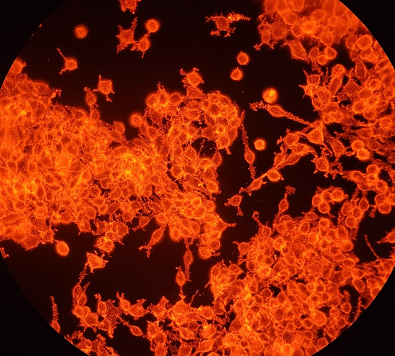 大鼠骨髓树突状细胞成熟DC细胞,Rat bone marrow dendritic cell mature DC cells