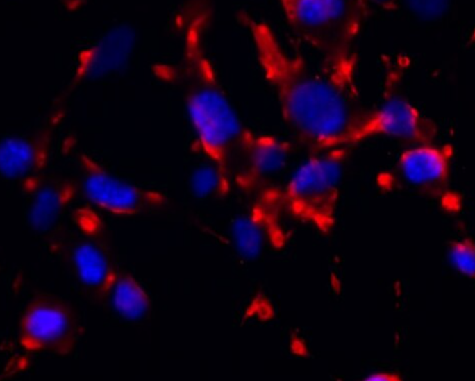 大鼠小肠黏膜上皮细胞,Rat small intestinal mucosal epithelial cells