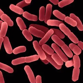 Chondrinema Litorale,Chondrinema Litorale