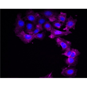人肠动脉内皮细胞,Human intestinal artery endothelial cells