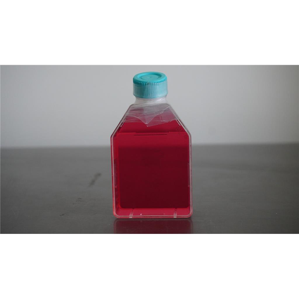 人单核细胞白血病；THP-1,THP-1