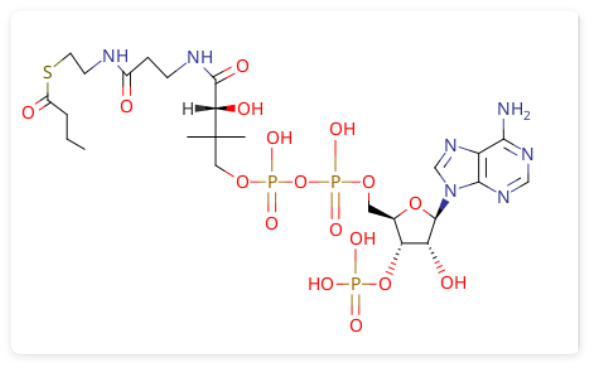 BUTYRYL COENZYME A,butanoyl Coenzyme A