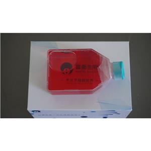 人单核细胞白血病；THP-1,THP-1