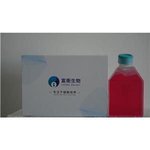 人单核细胞白血病；THP-1,THP-1