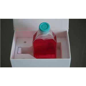 人永生化表皮细胞；HaCaT,HaCaT