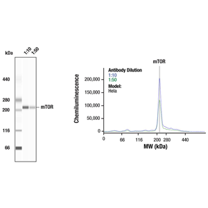 mTOR 抗体