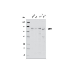 Jak1 (6G4) 兔单克隆抗体