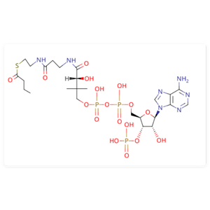 BUTYRYL COENZYME A,butanoyl Coenzyme A