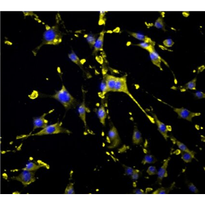 小鼠骨细胞,Mouse osteocytes
