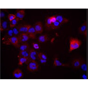 大鼠前列腺微血管内皮细胞,Rat prostate microvascular endothelial cells