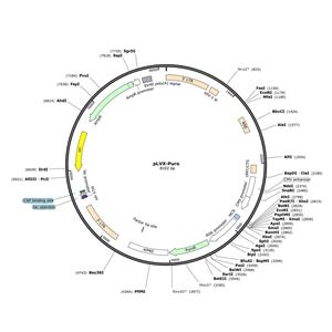 pLVX-Puro 慢病毒转移载体质粒 shRNA基因过表达敲除敲降,pLVX-Puro