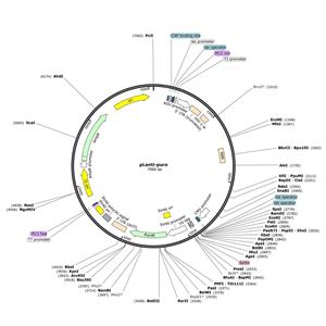 pLenti-puro 慢病毒转移载体质粒 shRNA基因过表达敲除敲降