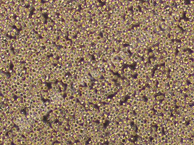 人原髓细胞白血病细胞；HL-60(STR),HL-60