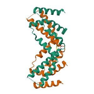 IFN-gamma蛋白,IFN-gamma