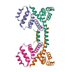 Fas Ligand蛋白-ACROBiosystems百普赛斯