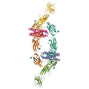 IL-11Ra重组蛋白，ACROBiosystems百普赛斯