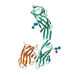 人IL-23R蛋白, Fc, Avitag