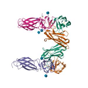 人IL-31蛋白, premium grade