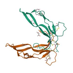 人GDF-8蛋白, His Tag