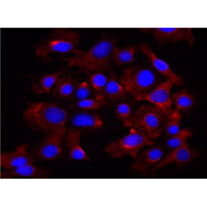 兔睾丸支持细胞,Rabbit testicular Sertoli cells