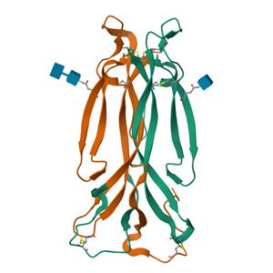 人IL-17F蛋白, His Tag (MALS verified)