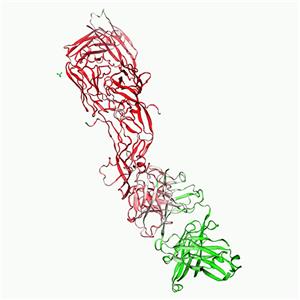 人VEGF165蛋白, His Tag