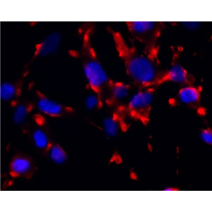 兔呼吸道上皮细胞,Rabbit respiratory epithelial cells