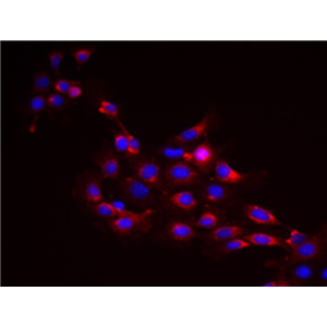 大鼠胚肝间充质干细胞,Rat embryonic liver mesenchymal stem cells