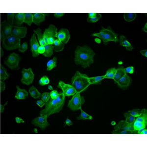 小鼠肌源性干细胞,Mouse myogenic stem cells
