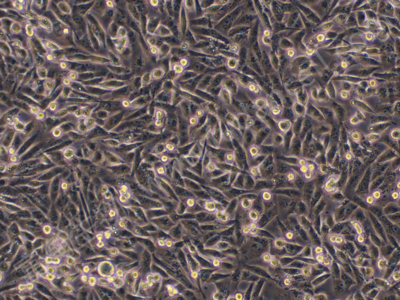 人乳腺癌细胞；MDA-MB-231 (STR),MDA-MB-231