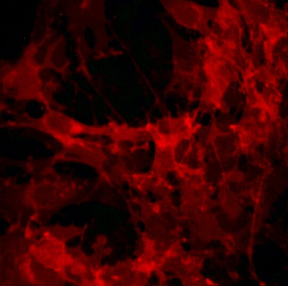 兔附睾上皮细胞,Rabbit epididymis epithelial cells