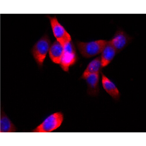 小鼠胚胎肢芽间充质干细胞,Mouse embryonic limb bud mesenchymal stem cells