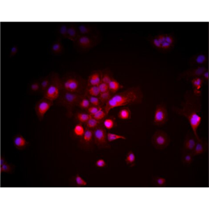 兔胚胎肝母细胞,Rabbit embryonic liver mother cells