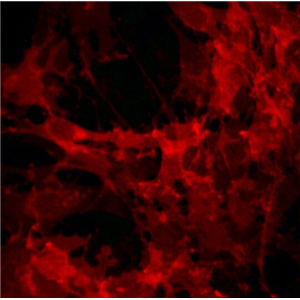 兔附睾上皮细胞,Rabbit epididymis epithelial cells